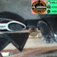Paket Hemat Body Set Triumph